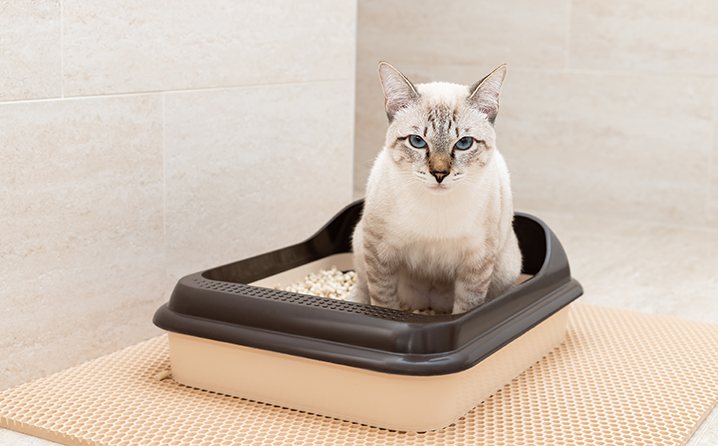 Qual a melhor caixa de areia para gato? 