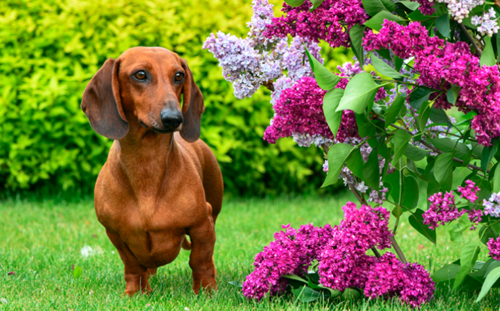 12 plantas tóxicas para pets