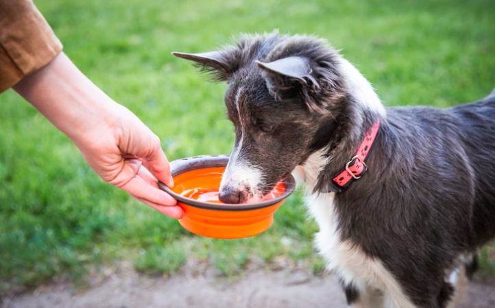 Alerta Vermelho: cuidados essenciais com seus pets durante o calor intenso