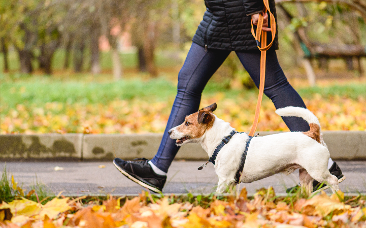 Dicas de passeio com seu pet: como estabelecer o passeio perfeito