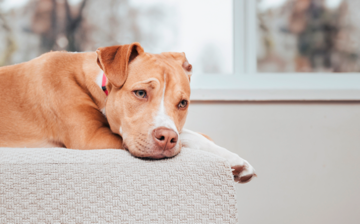 Janeiro branco para pets- Cuidando da saúde mental de cães e gatos