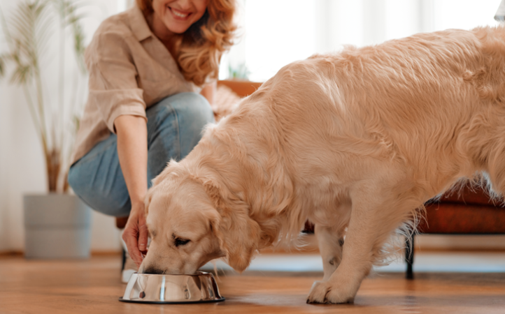 Utilização das fibras na dieta de cães